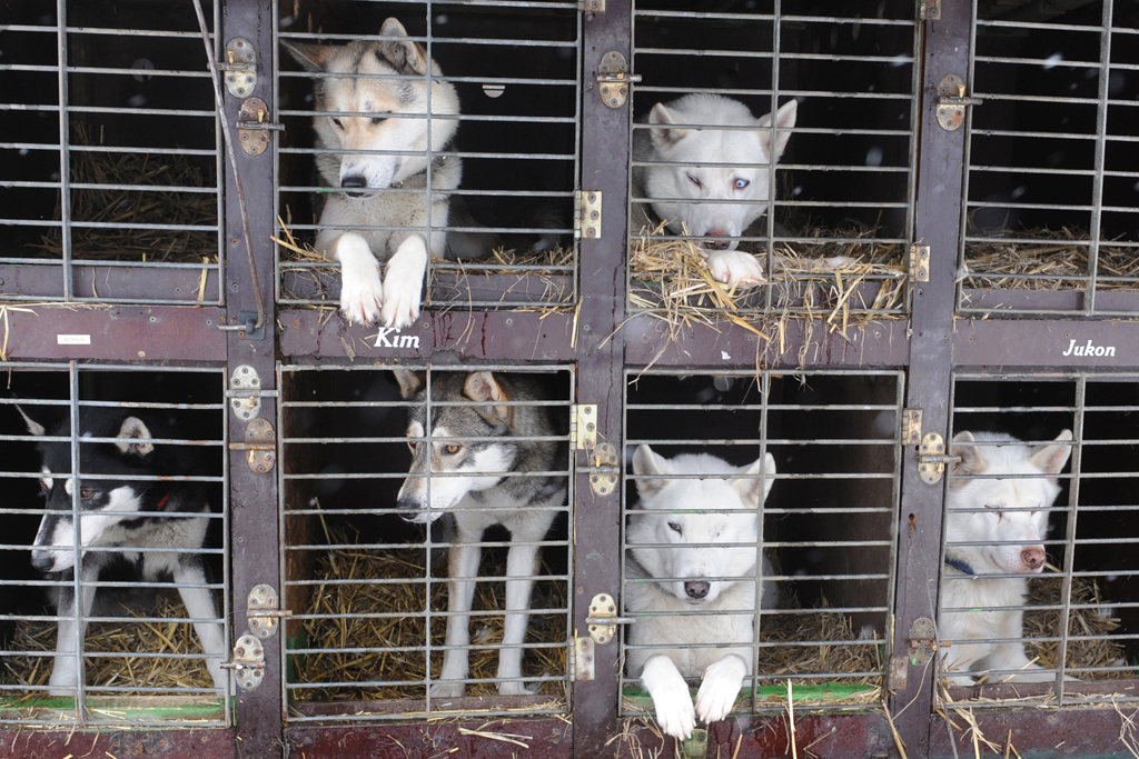 Sleddog slaughter nets guilty plea in Canada The World from PRX