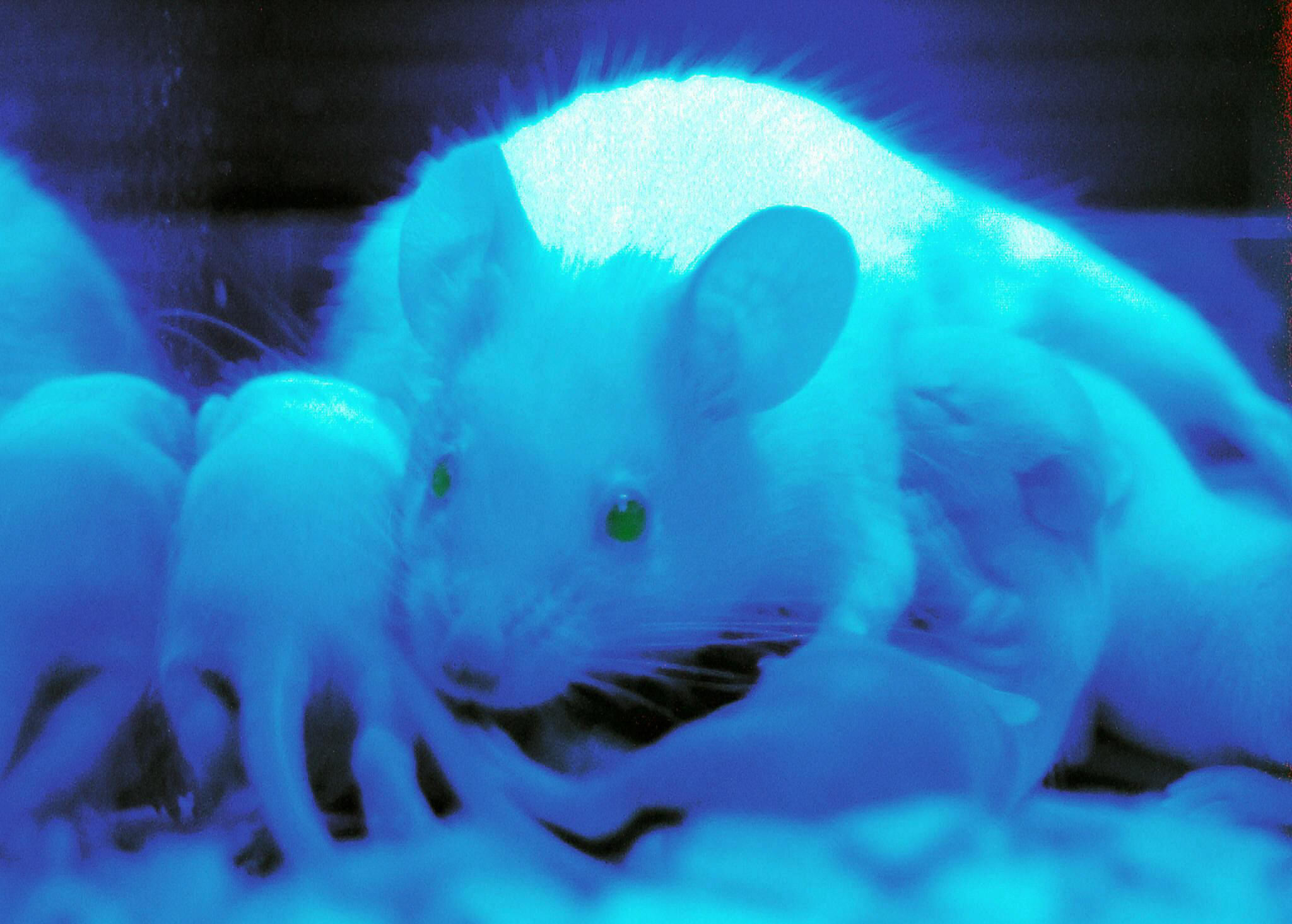 Scent draws baby mice to mother for suckling, says study - The World