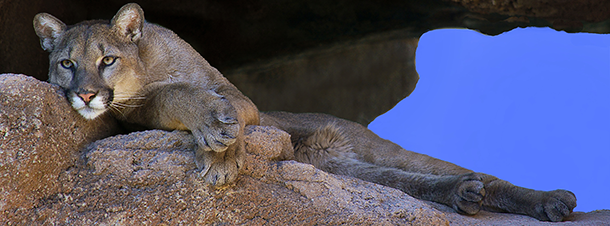 Mountain lions used to live from coast to coast across the continental U.S., but are now absent from the East Coast except for a few rare males passing through. (Photo: wplynn, Flickr CC BY-ND 2.0)