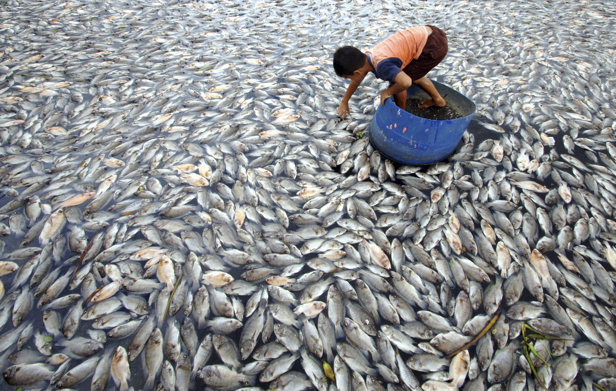 Dead fish farm