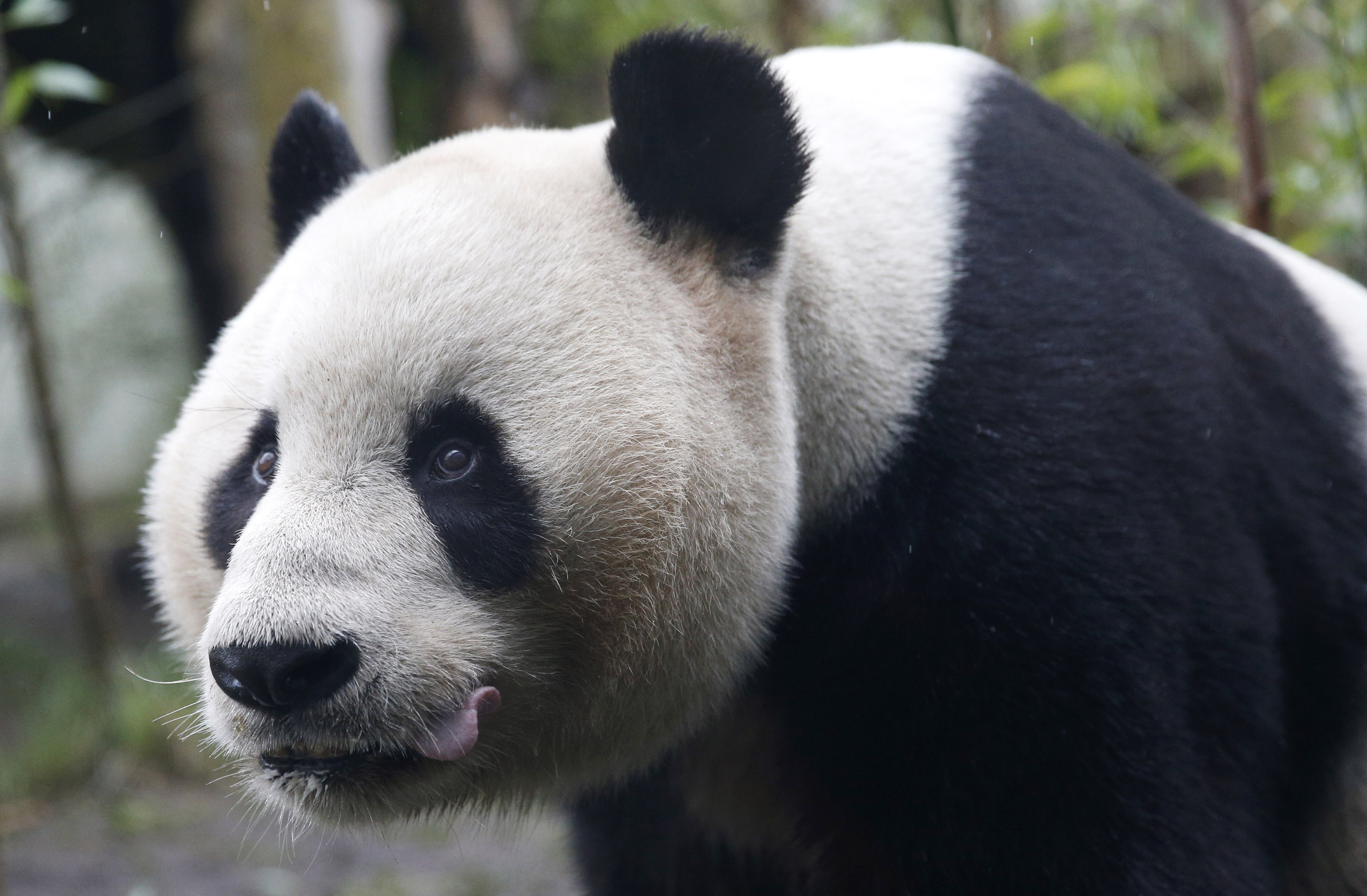 Maybe you had a bad 2016 but pandas didn't - The World from PRX