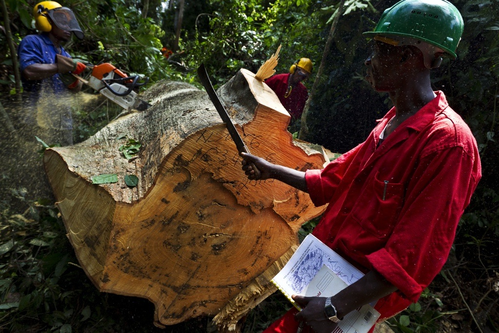 African forests being stripped - The World from PRX