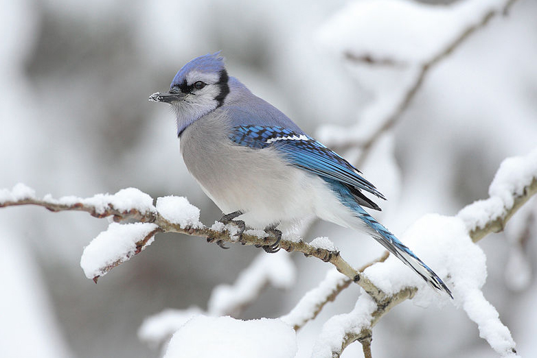 Birds hold funerals for their fallen, study says The World from PRX
