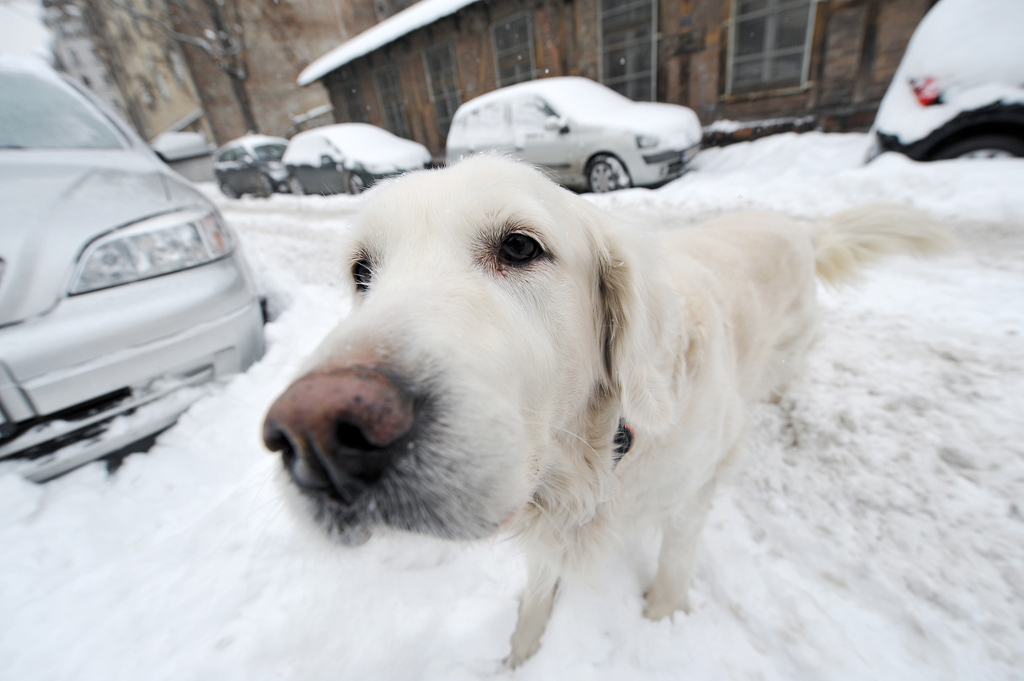 Why don't dogs' feet get cold in the snow? Japanese scientists may have