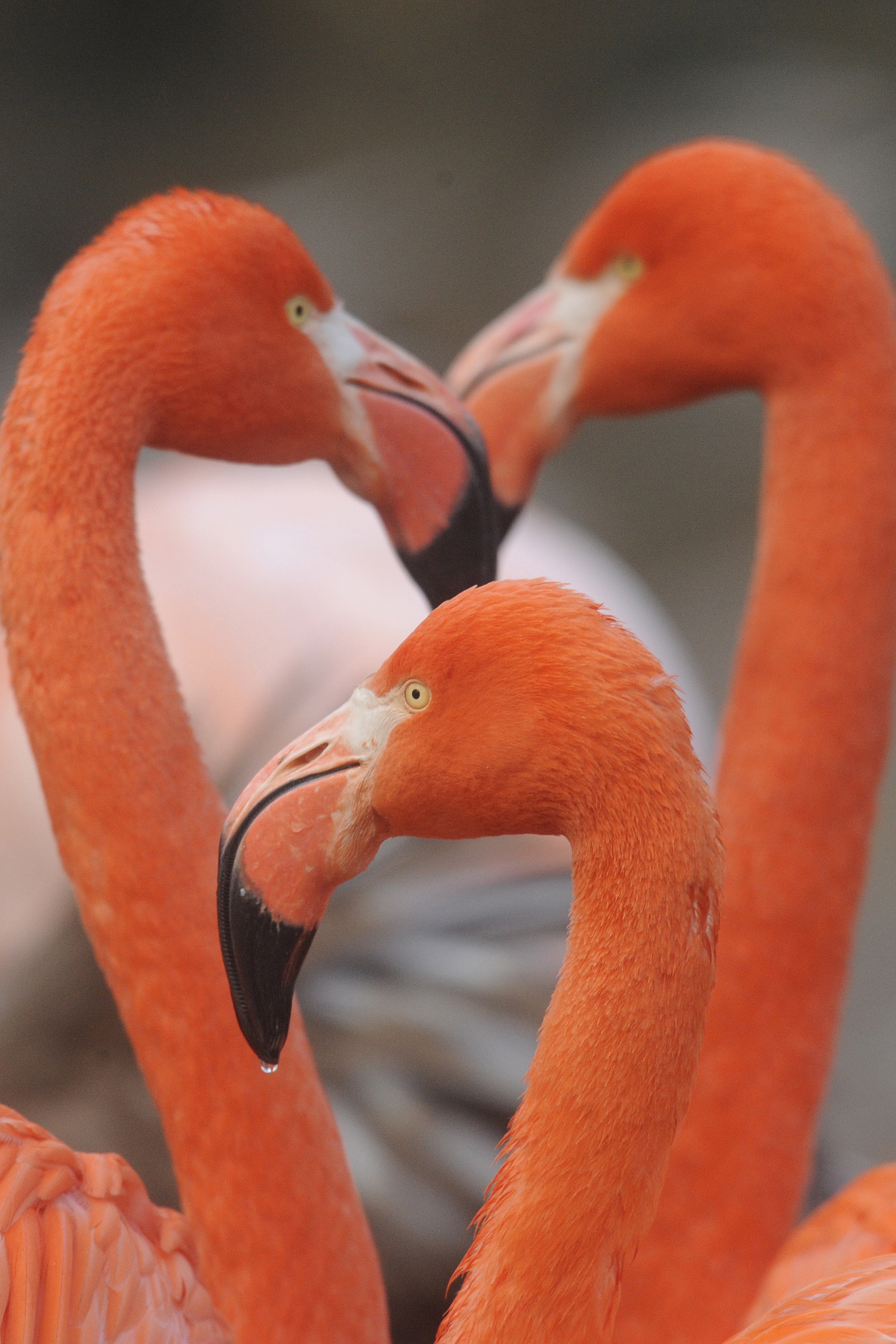 Flamingos freeze to death in France from cold snap (VIDEO) The World