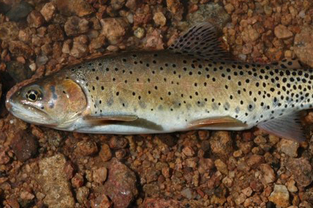 Greenback cutthroat trout lives in only one river in Colorado - The ...