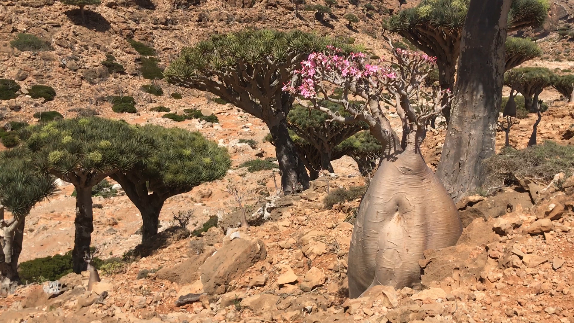 A Bottle Tree In Bloom Amid Dragon S Blood Trees Socotra Yemen The World From Prx