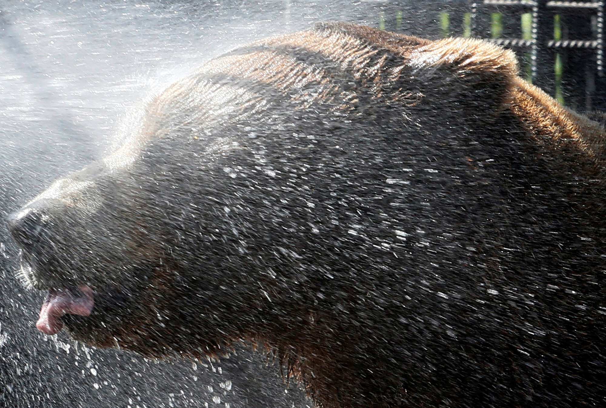 Buyan, a Siberian brown bear, is sprayed with water to cool down at the Royev Ruchey Zoo in the suburb of Krasnoyarsk, Russia. Buyan, a Siberian brown bear, is sprayed with water to cool down at the Royev Ruchey Zoo in the suburb of Krasnoyarsk, Russia.