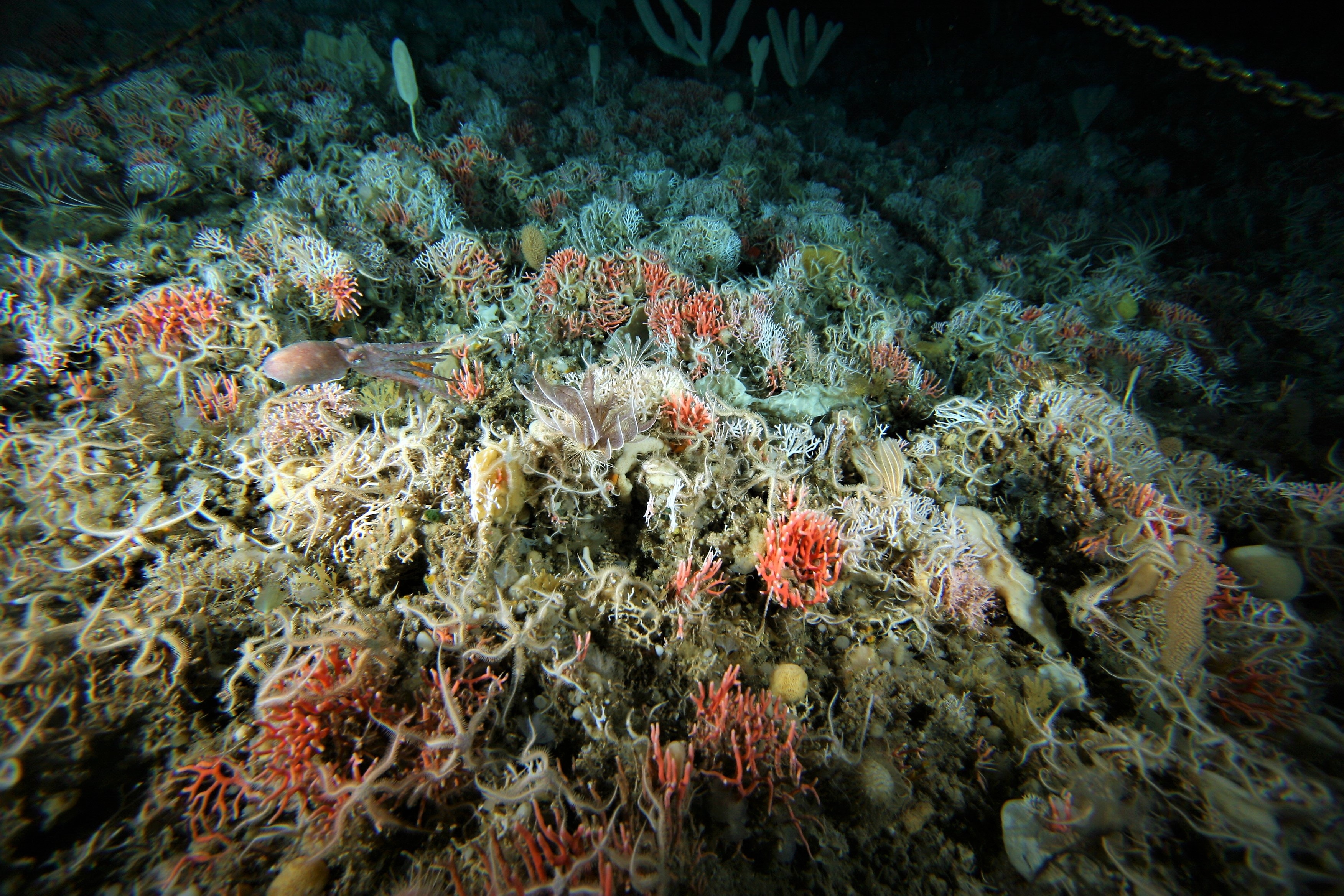 the lush Antarctic seafloor