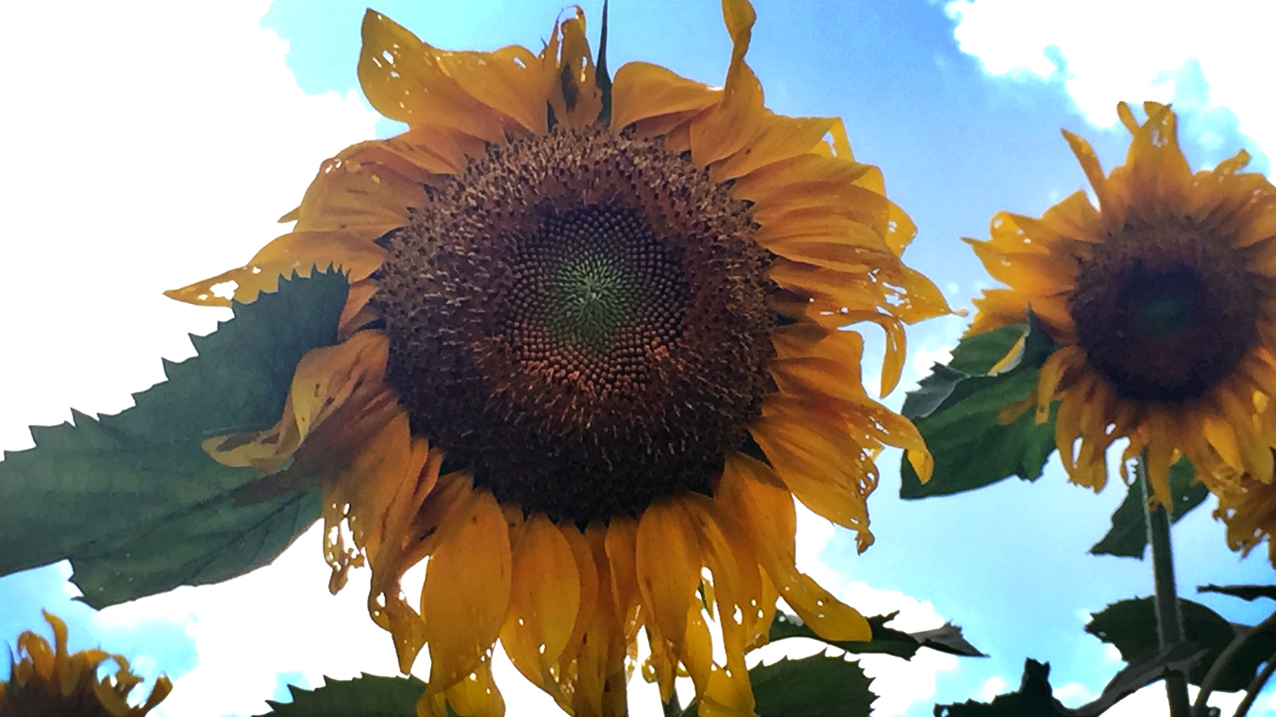 Sunflowers at Tangerini Spring Street Farm in Millis, Massachusetts. Sunflower