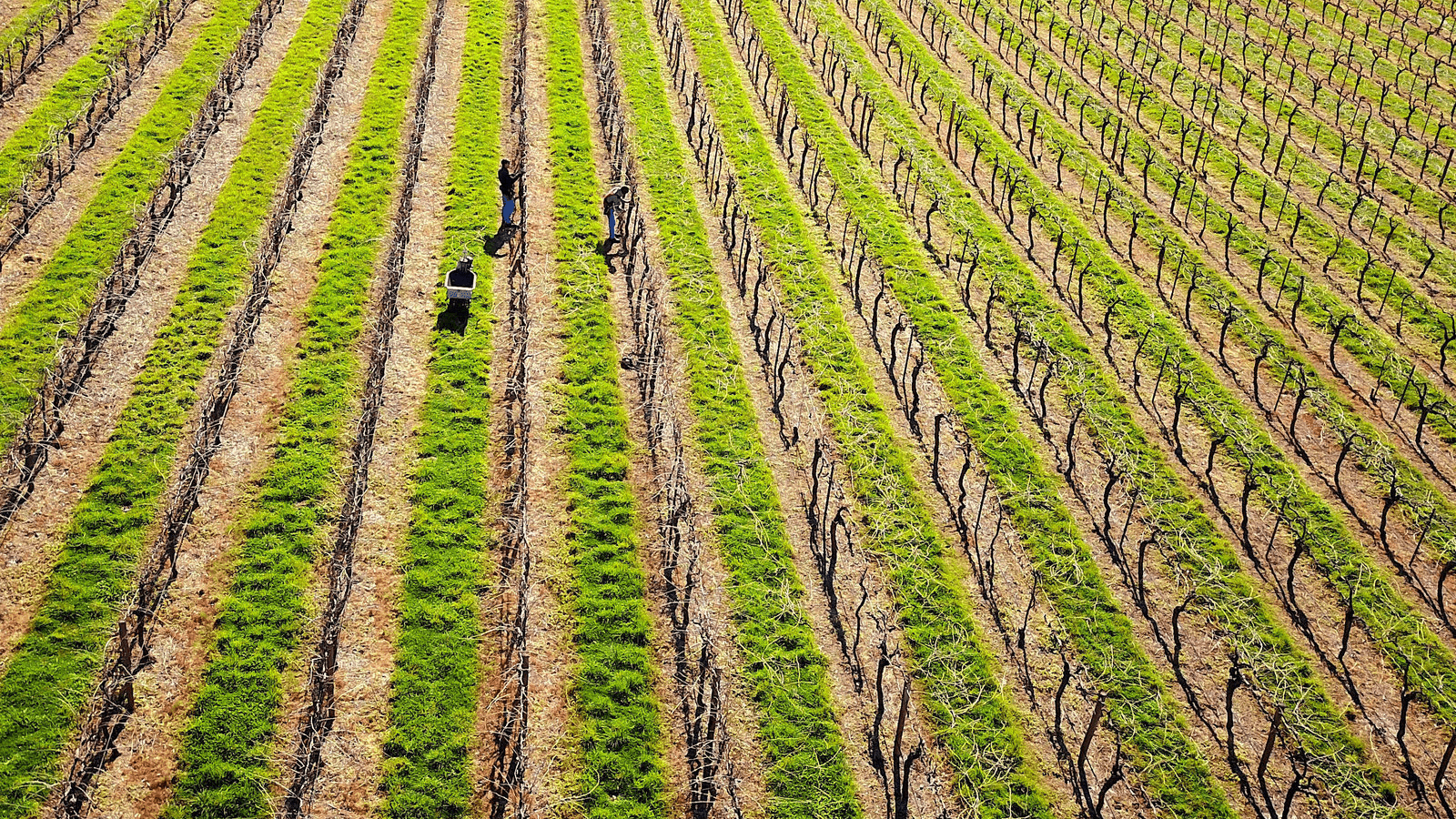 a grape field in australia