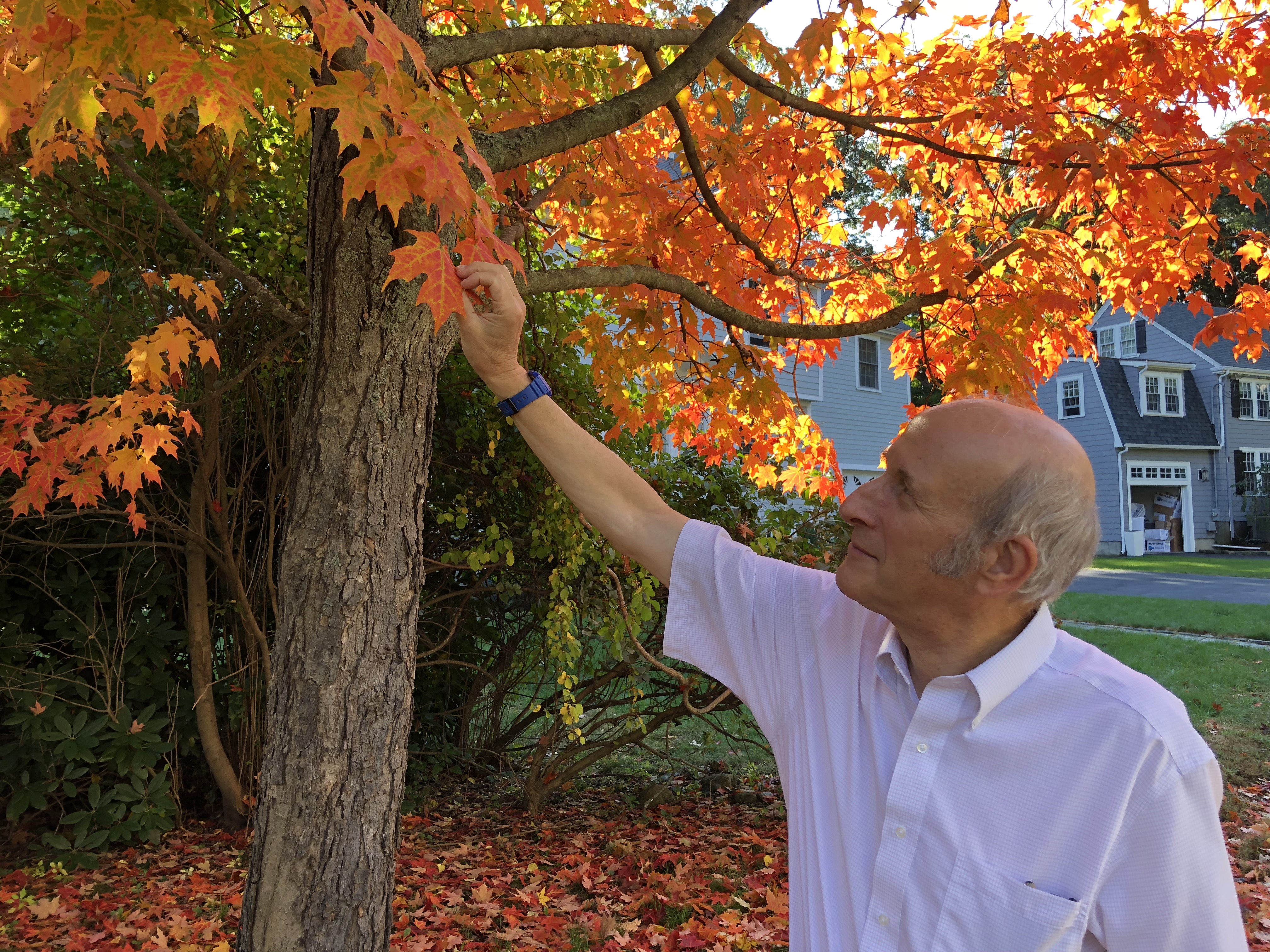 Biologist Richard Primack with Boston University examines the leaves of a Norway maple in the Boston suburb, Newton, Massachusetts. Biologist Richard Primack with Boston University examines the leaves of a Norway maple in the Boston suburb, Newton, Massachusetts.