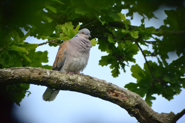 Turtledoves have returned to Knepp Estate, along with other iconic birds like the Nightingale and the Cuckoo bird. Turtledove on a branch.