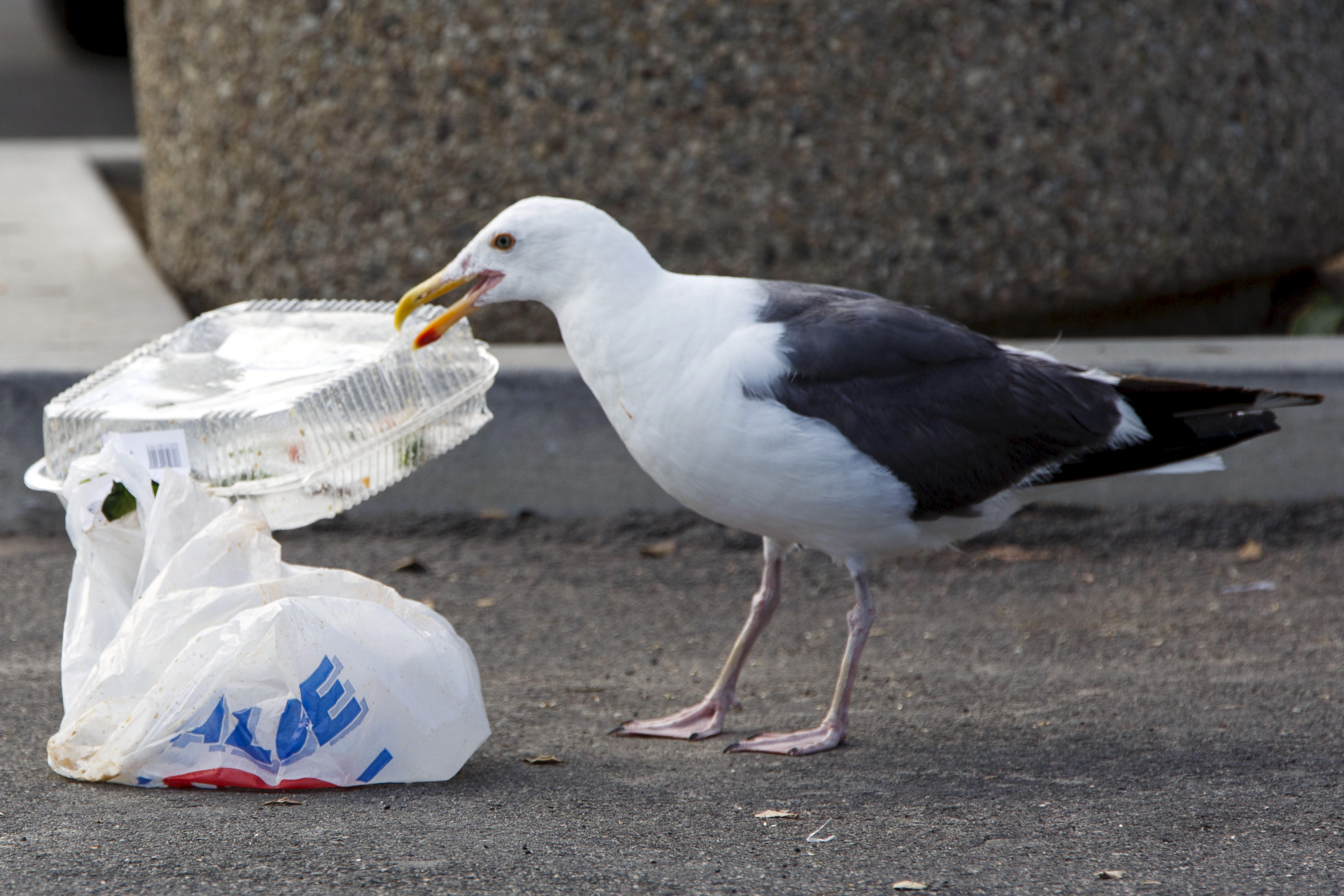 A gull picks at plastic trash in a parking lot before sunset at Stearns Wharf in Santa Barbara, California. A seagull picks up a plastic container next to a plastic bag.
