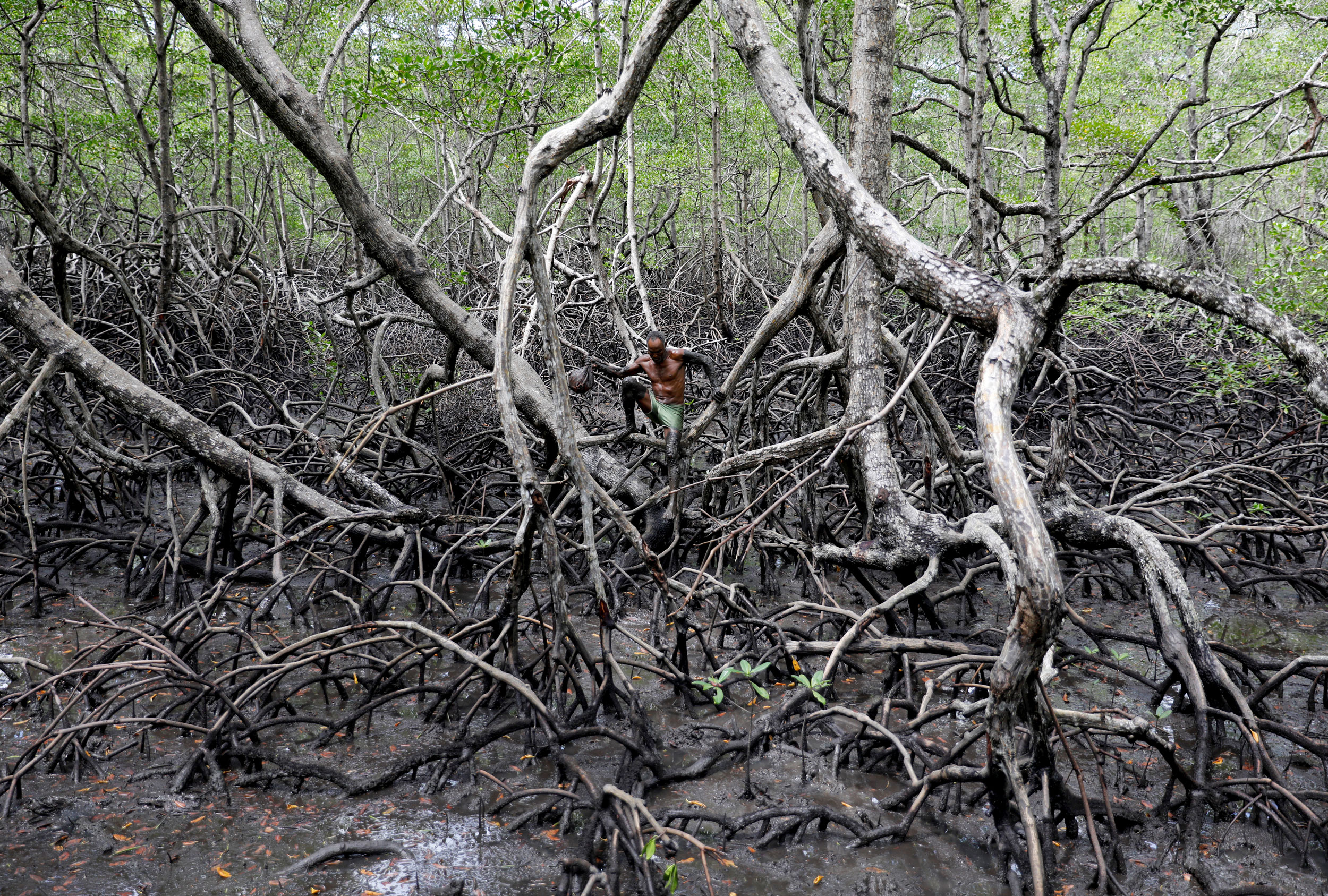 Cruz walks in mangrove forests. A man is shown walking on the exposed root system of the mangrove forest.
