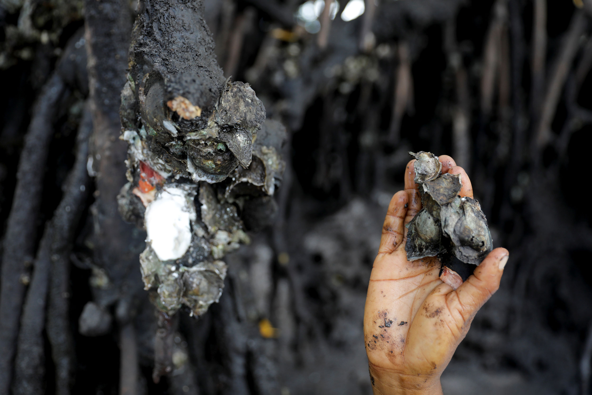 Vandeka harvests mangrove oysters. a hand is shown holding several oysters.