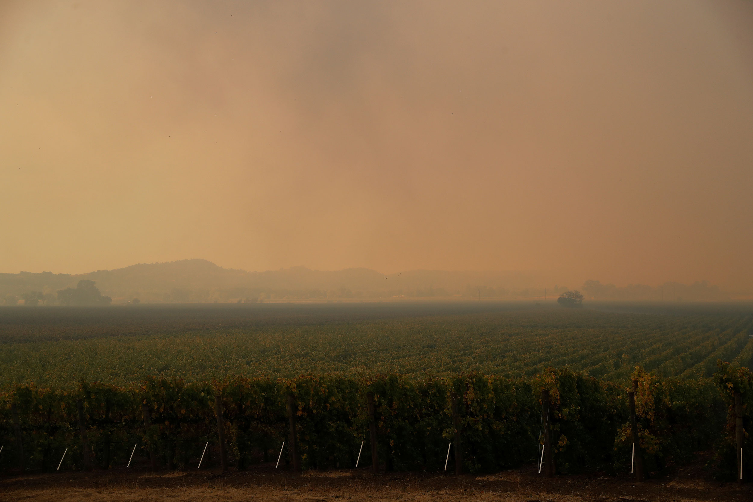 Rows of vines are seen under a smoke-filled sky as the Kincade fire continues to burn in Geyserville, California, Oct. 24, 2019. A vineyard is shown with mountains off in the distance with smoke clouding the entire sky.