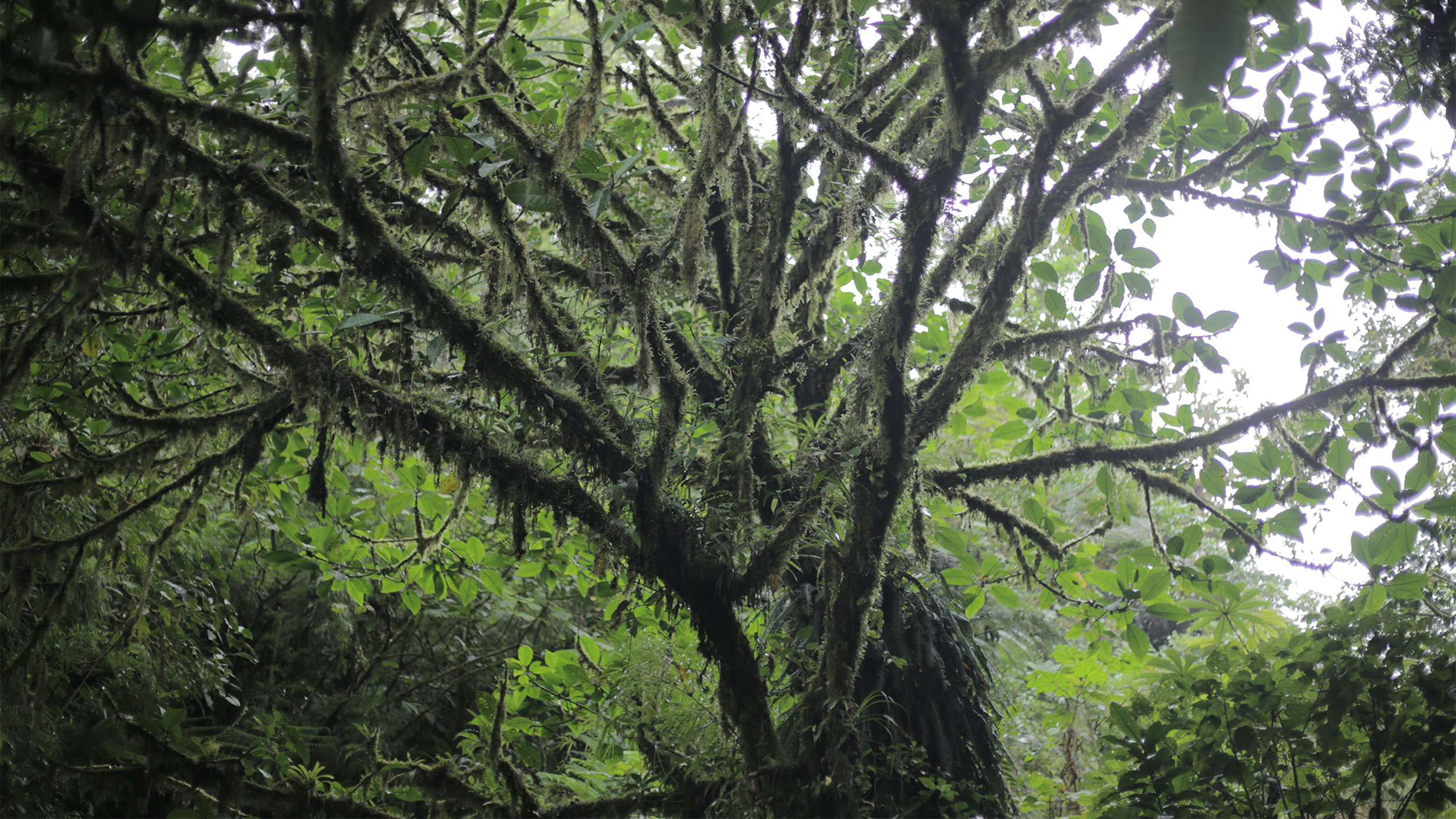 Climate change is rapidly shifting Costa Rica’s sensitive ecosystems ...
