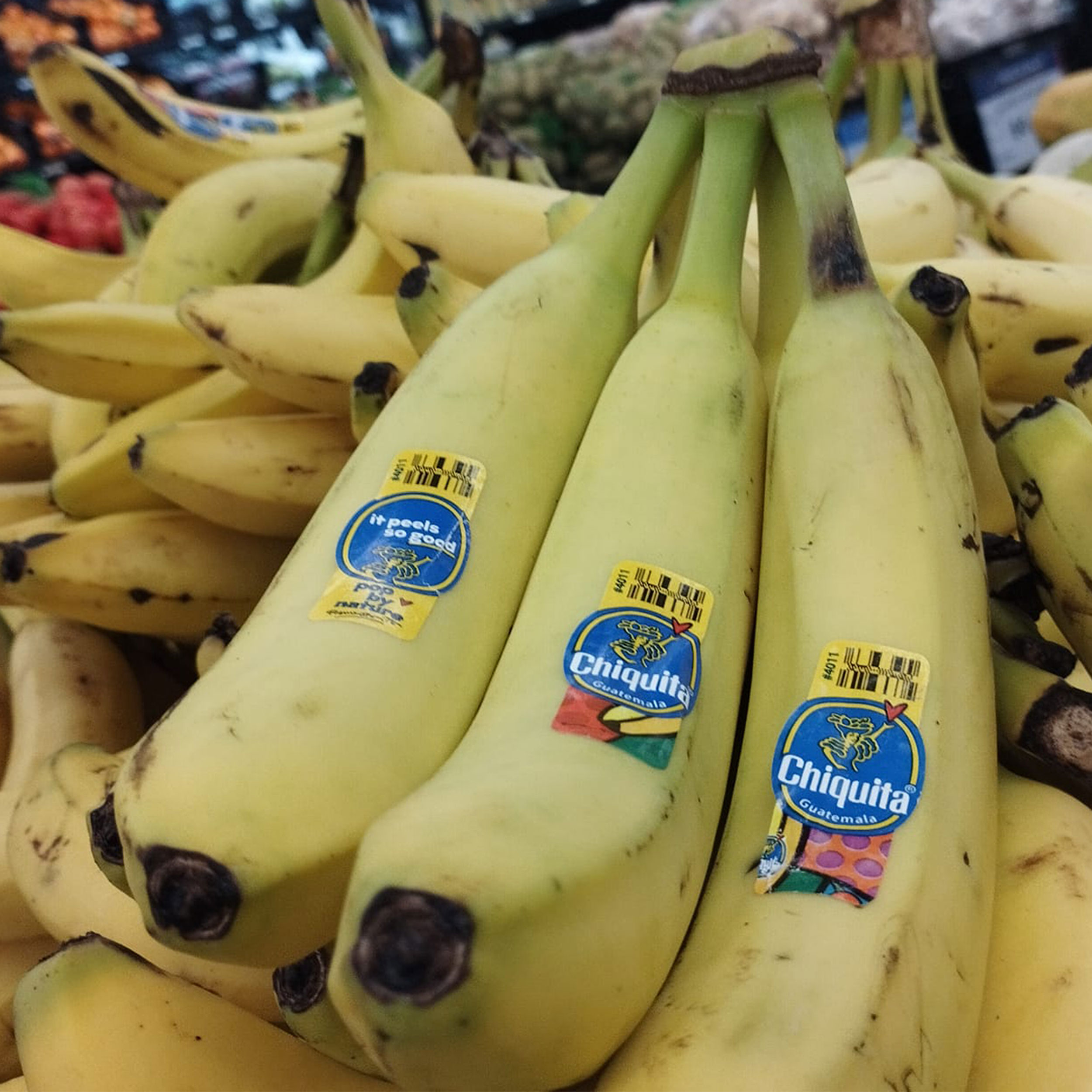 Chiquita Banana Farm