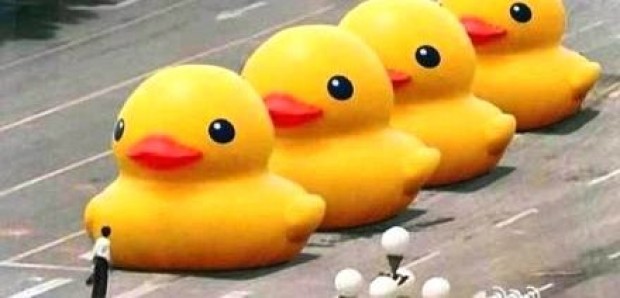 The Humble Yellow Duck That Shook the Entire Wildlife World!