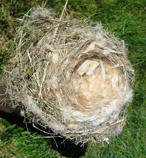 why do city birds bring cigarette butts to their nests Mexico City Birds Ward off Parasites with Cigarette Butts