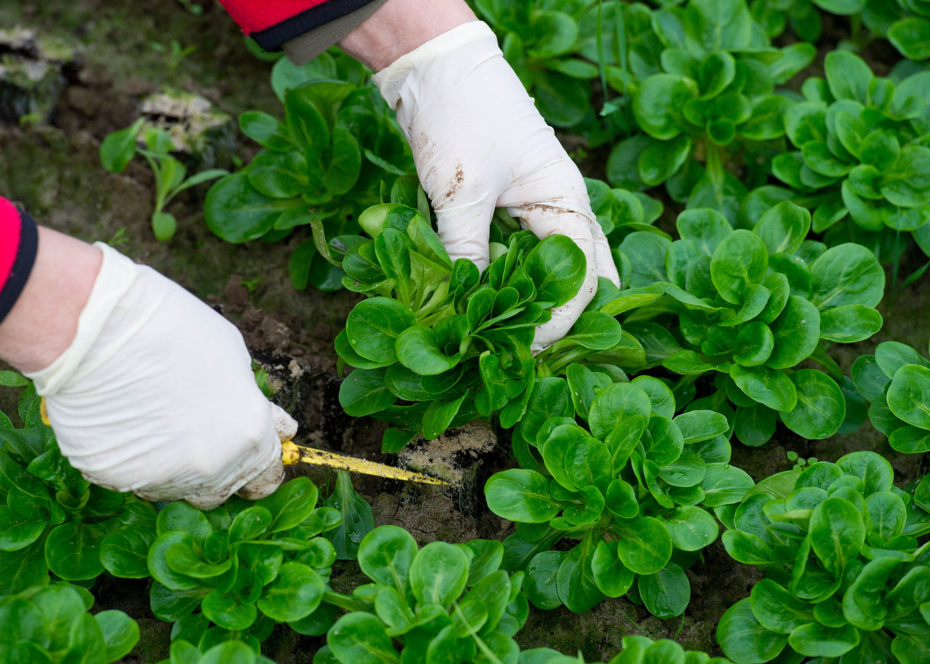 Leafy greens leading cause of foodborne illness, CDC says The World