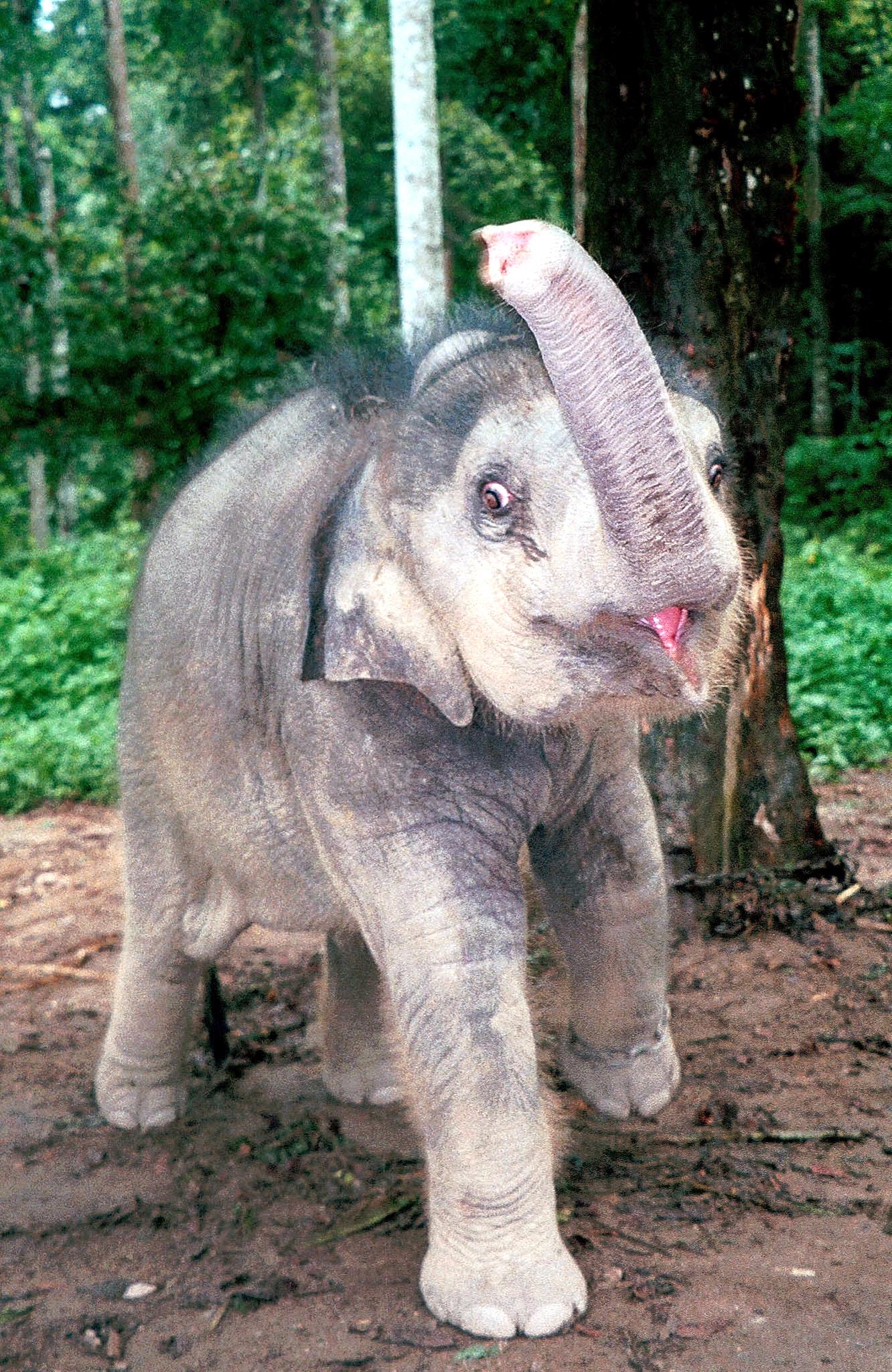 Ten endangered pygmy elephants found poisoned in Malaysia The World