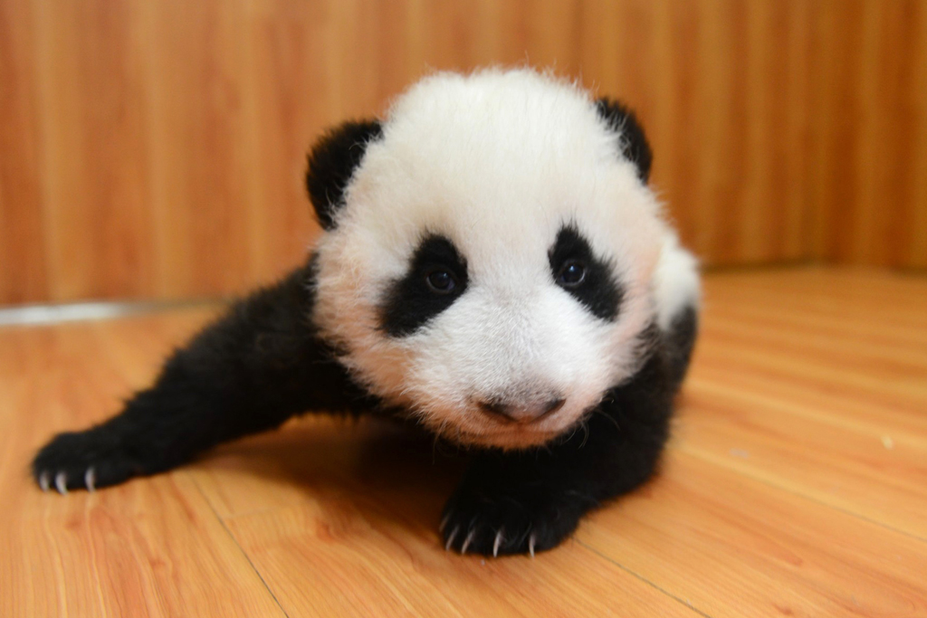 US National Zoo Names Giant Panda Cub Bao Bao VIDEO The World From PRX us-national-zoo-names-giant-panda-cub-bao-bao-video-the-world-from-prx