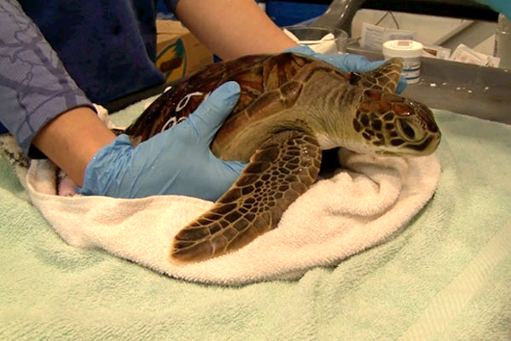 Turtles washing up in Cape Cod Bay in record numbers (VIDEO) - The ...