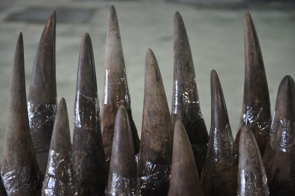 Rhino horn 'more expensive than cocaine,' due to Vietnam demand The