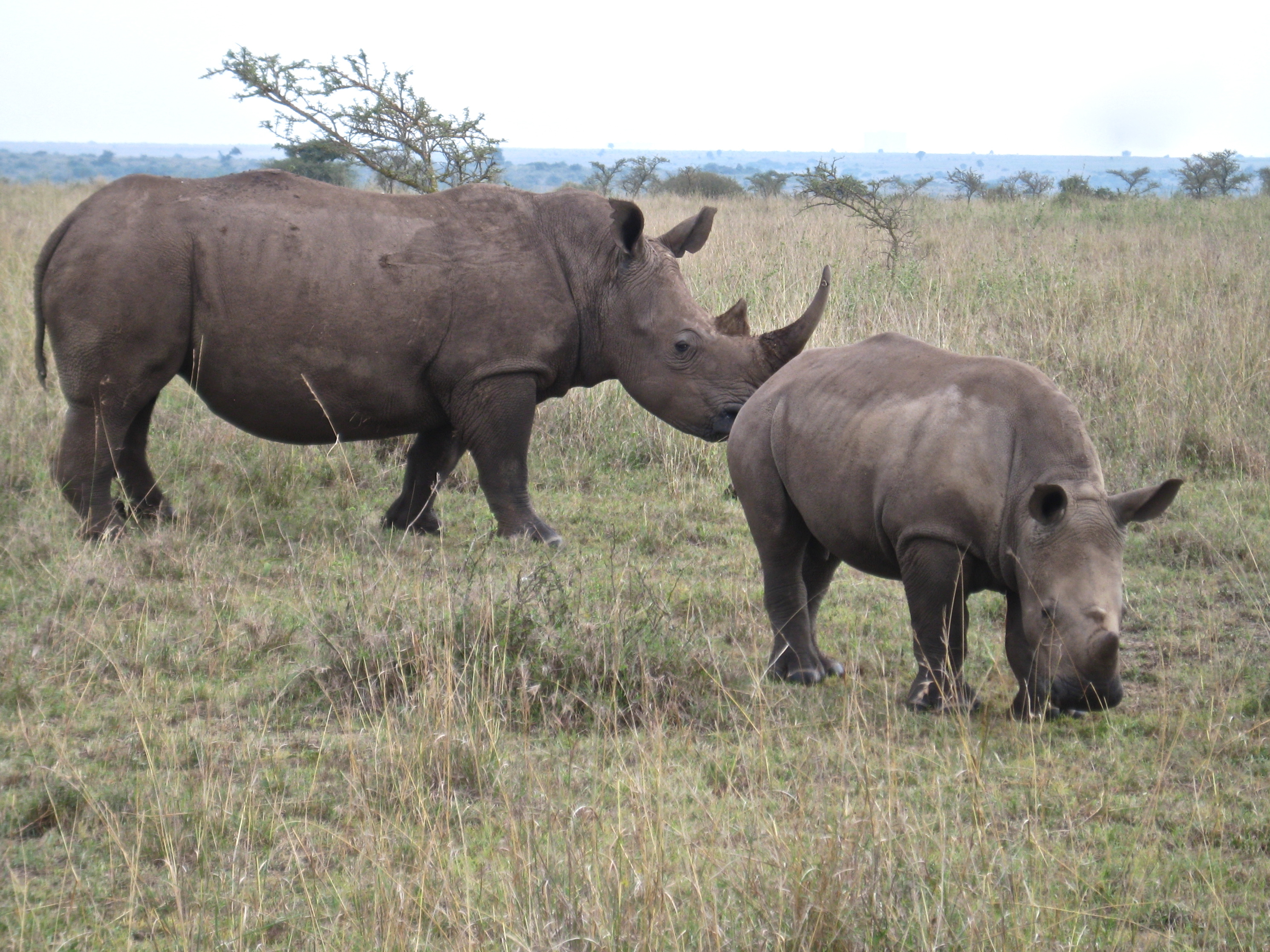 Endangered white rhinos in Nairobi National Park. Used in some Asian traditional medicine, rhino horn can fetch up to $200,000 on the black market. A rhino was killed in the park in August, the first case of poaching in Nairobi in six years. Endangered white rhinos in Nairobi National Park. Used in some Asian traditional medicine, rhino horn can fetch up to $200,000 on the black market. A rhino was killed in the park in August, the first case of poaching in Nairobi in six years.