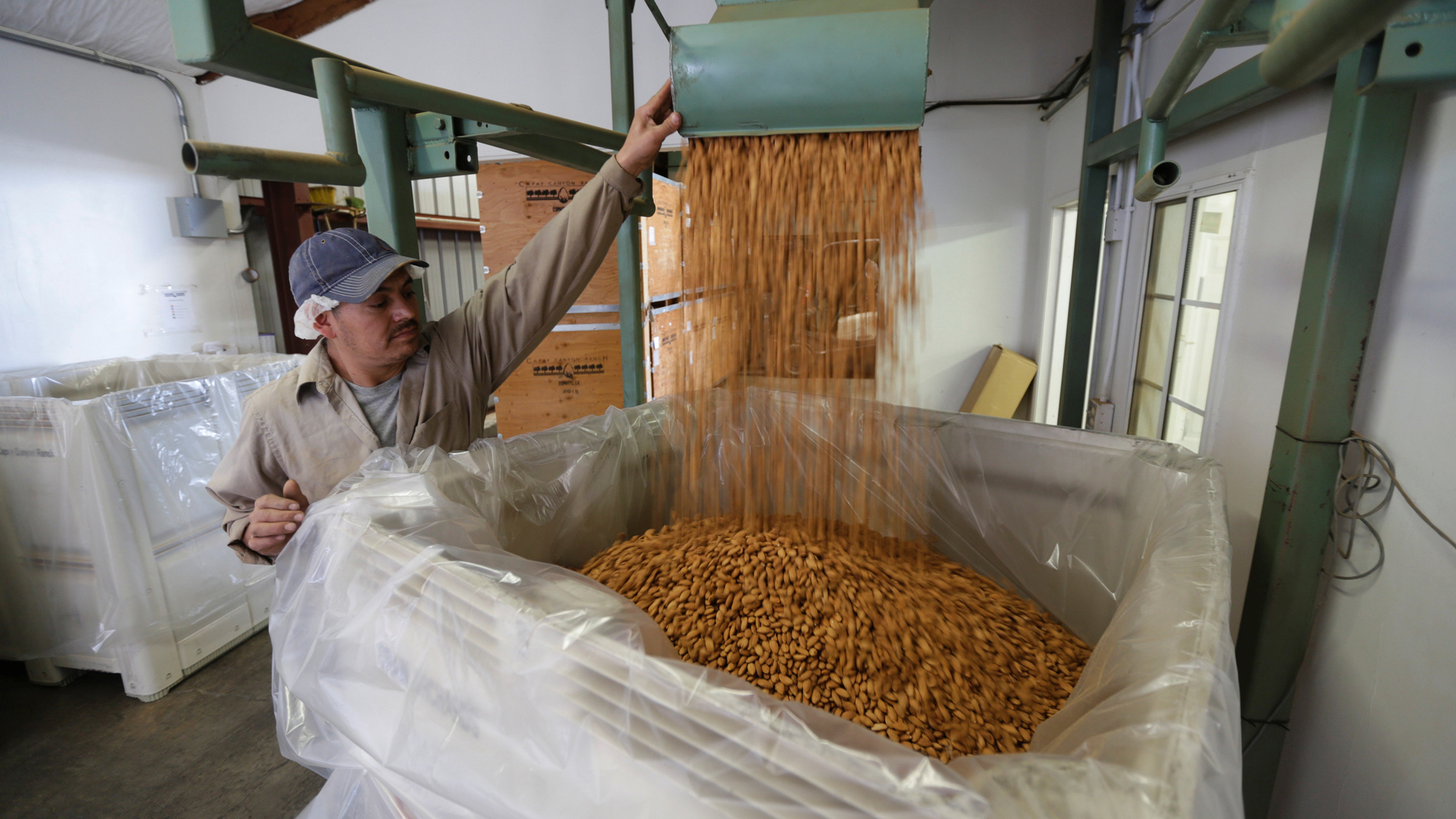 Carmelo Morillo fills a shipping container with almonds at Capay Canyon Ranch in Esparto, California. Carmelo Morillo fills a large, plastic-lined shipping container with almonds.