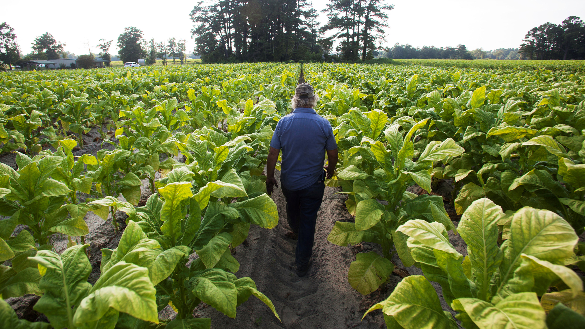 A farmer walks through a field of tobacco ready to be harvested in the Pleasant View community of Horry County, South Carolina. A farmer walks away from the camera through a field of rich green tobacco plants.