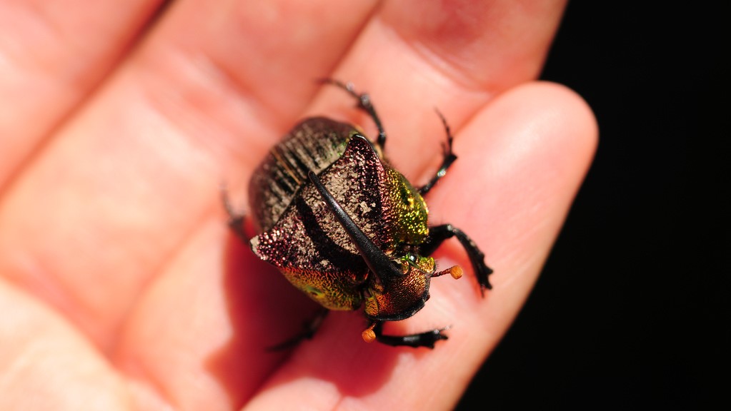 Dung beetles navigate using the Milky Way and other facts about 'nature's  recyclers' - The World from PRX
