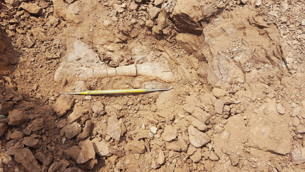 Phytosaur fossil
