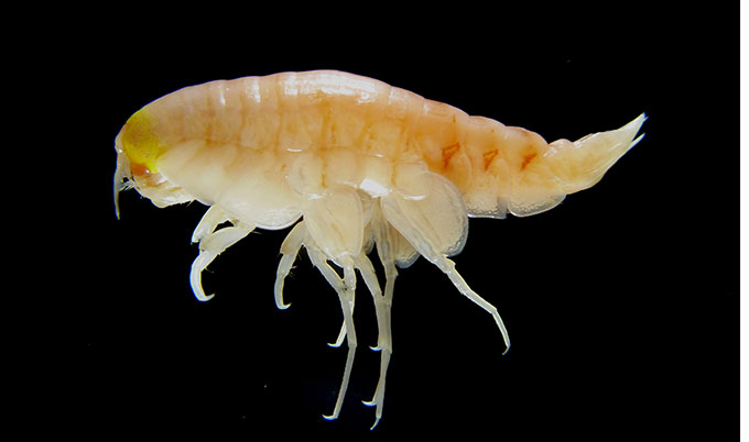 Crustacean Crustacean