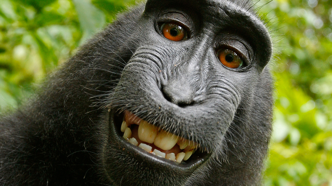 One of the photos of a crested black macaque monkey that David Slater says belongs to him. Wikipedia claims that, because the monkey pressed the shutter, the photo is a public domain image whose copyright belongs to no one. One of the photos of a crested black macaque monkey that David Slater says belongs to him. Wikipedia claims that, because the monkey pressed the shutter, the photo is a public domain image whose copyright belongs to no one.