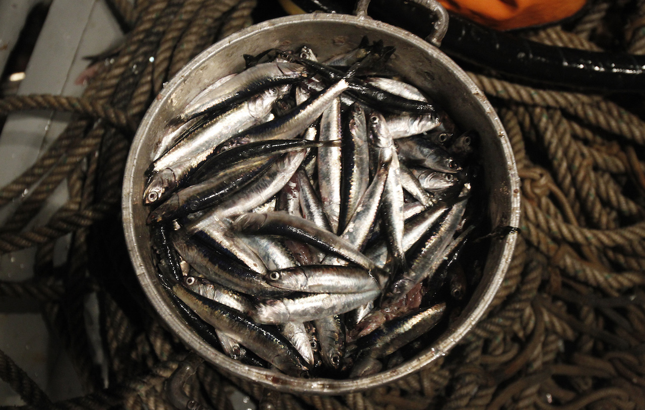 What happens when you eat seafood at every meal for a year? - The World