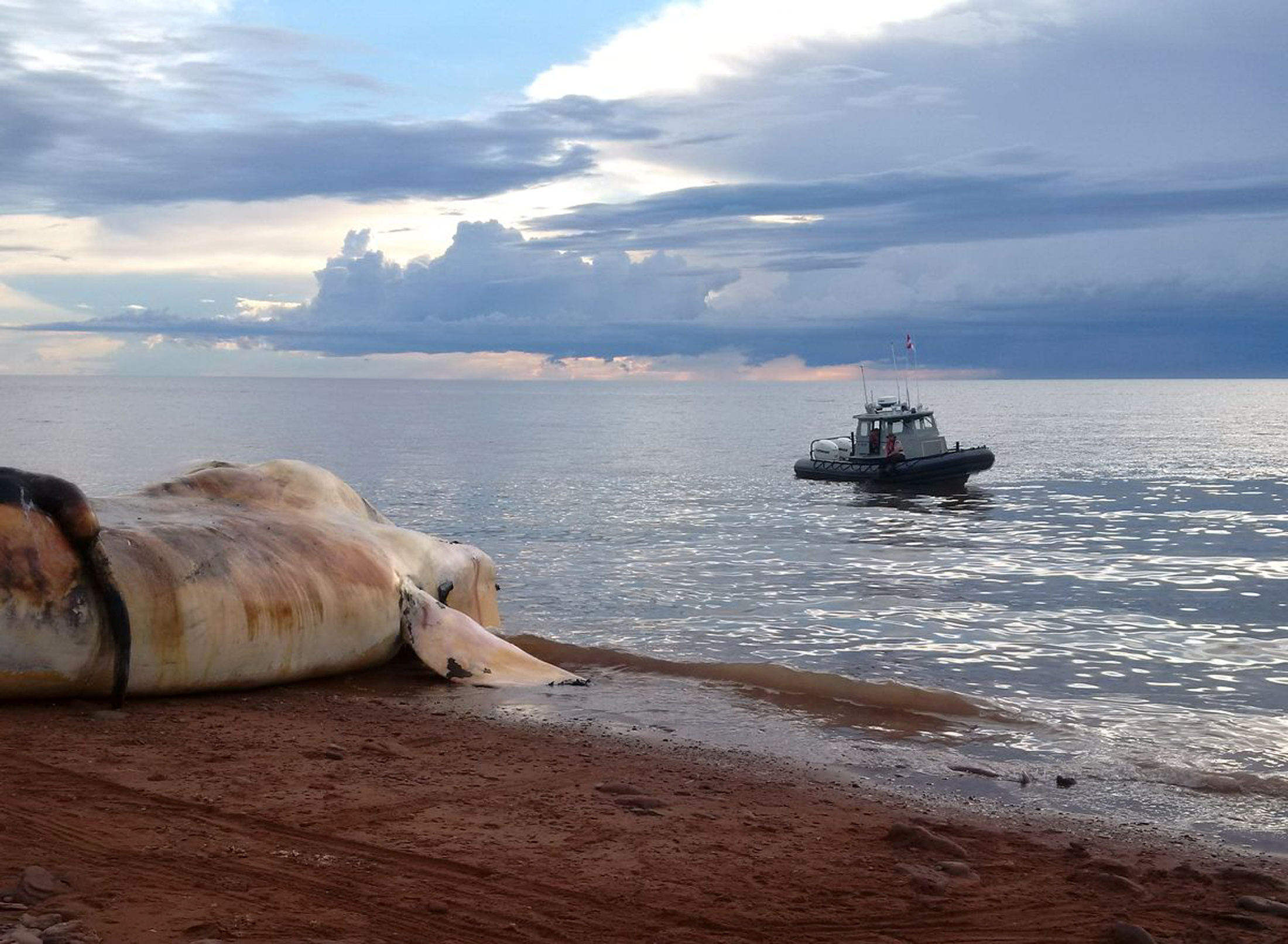 The carcass of a right whale is prepared to be towed out to sea near Norway, Prince Edward Island. The carcass of a right whale is prepared to be towed out to sea near Norway, Prince Edward Island.