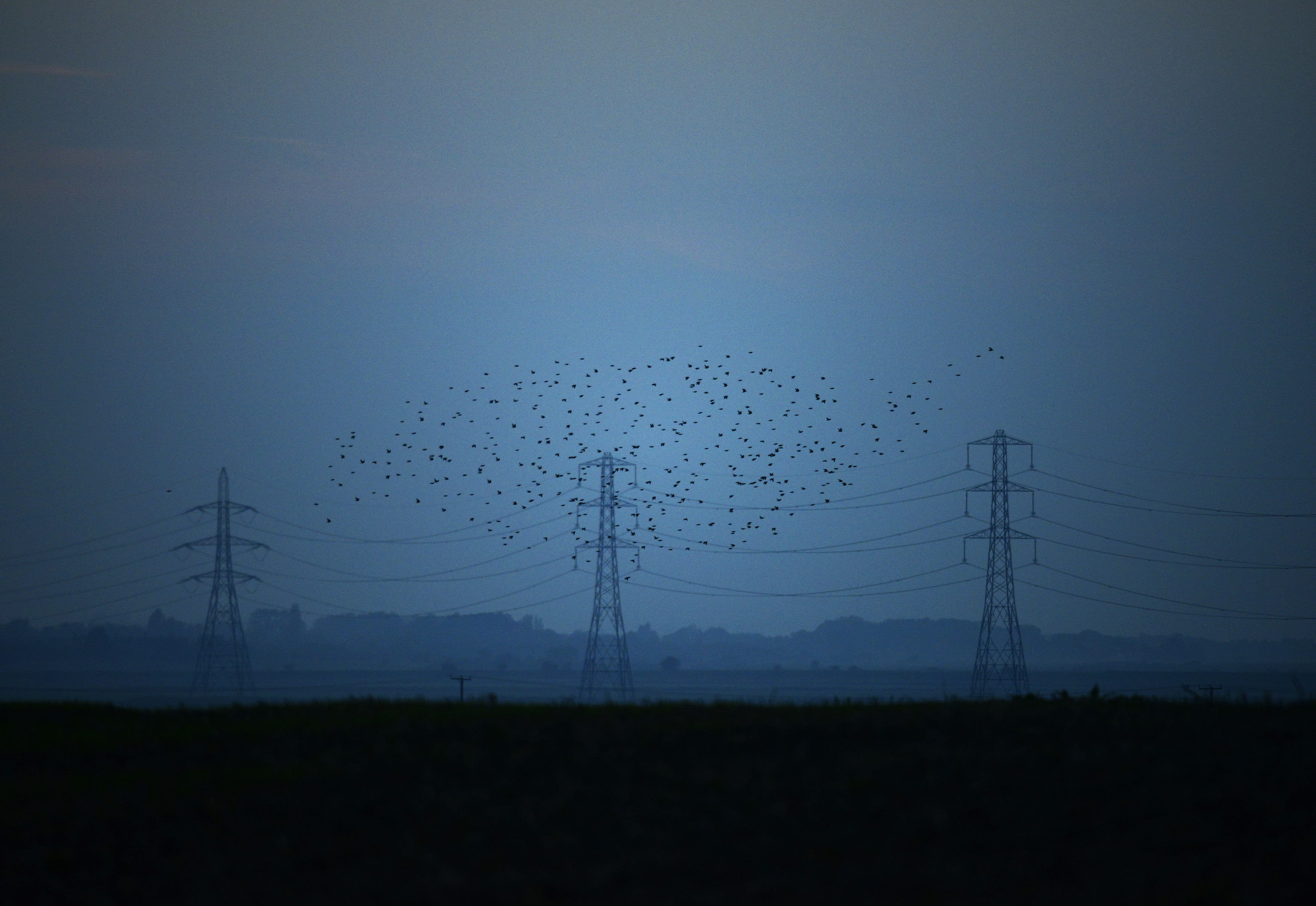Migrating starlings fly at dusk past electricity pylons silhouetted by the sunset of a clear autumn evening in the Kent countryside, in Graveney, Britain, October 26, 2015. Migrating starlings fly at dusk past electricity pylons silhouetted by the sunset of a clear autumn evening in the Kent countryside, in Graveney, Britain, October 26, 2015.