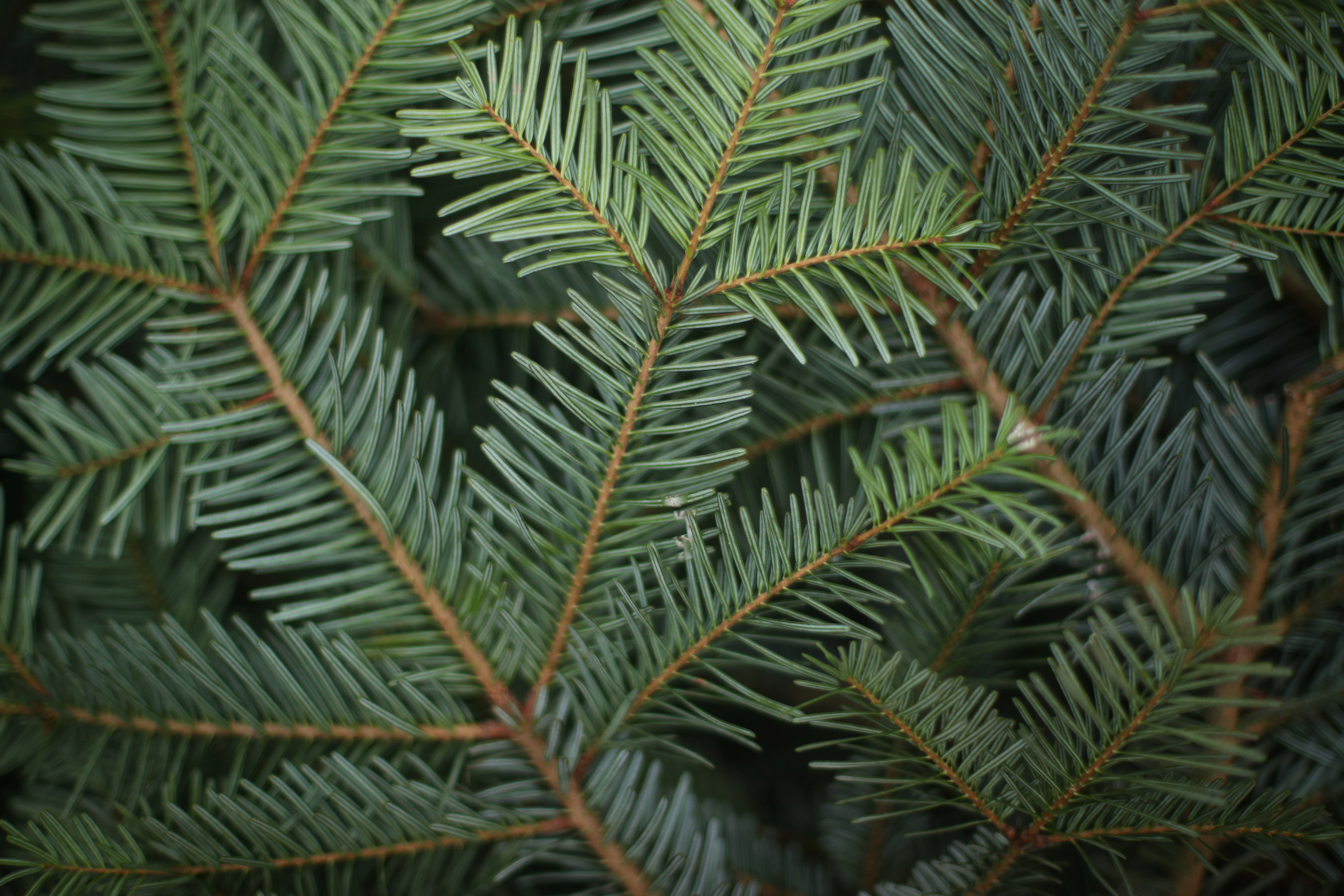 The branches of a Christmas tree ready to be harvested are seen in a field at Wick Farm in Colchester, Britain, November 29, 2017. The branches of a Christmas tree ready to be harvested are seen in a field at Wick Farm in Colchester, Britain, November 29, 2017.