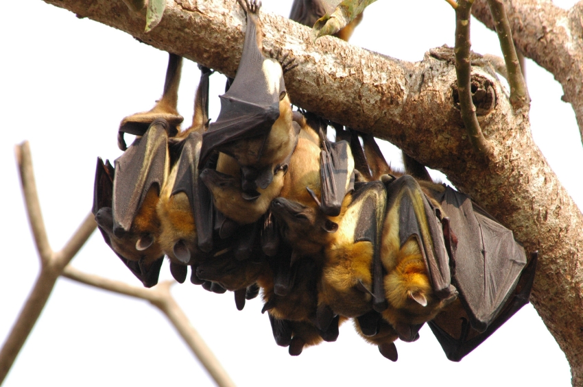 Fruit bats like the ones pictured here are often key vectors for diseases like Ebola, and disturbing their habitats may have made humans more vulnerable. Fruit bats like the ones pictured here are often key vectors for diseases like Ebola, and disturbing their habitats may have made humans more vulnerable.