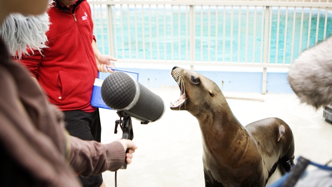 Capturing the sounds of wildlife Capturing the sounds of wildlife