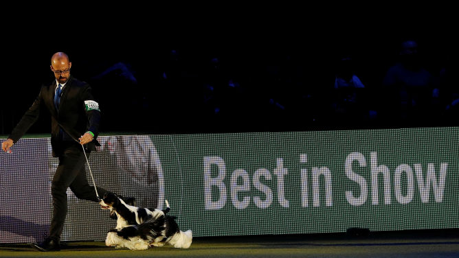 Crufts Dog Show in 2017