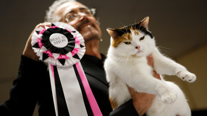 The CFA-Iams Cat Championships at Madison Square Garden.