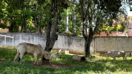 Three cows in the back yard of an urban property. 
