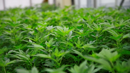 Close up of cannabis plants seen in a greenhouse at the headquarters of AGES agency in Vienna, Austria. 