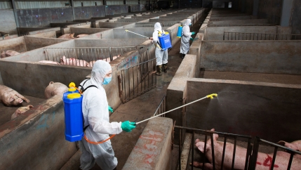 Men in white suits wearing tanks on their backs hold wands over pens with large pigs in them