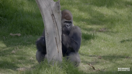 A gorilla appears sitting on green grass near a tree
