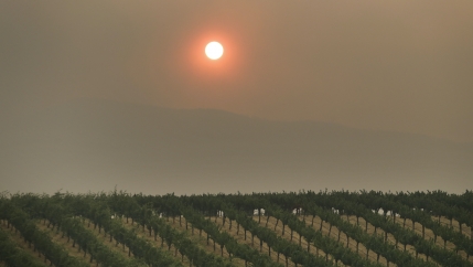 In this July 30, 2018, file photo, the setting sun is reddened by smoke from a wildfire over a vineyard, in Finley, California.